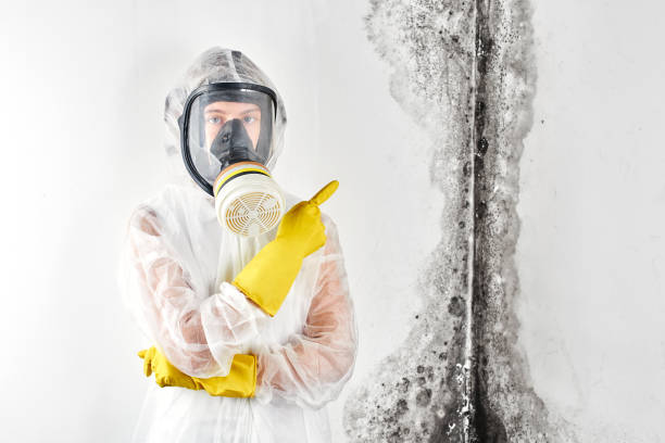 Biohazard Mold Removal in Soulsbyville, CA